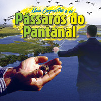 Uma Orquestra E Os Pássaros Do Pantanal