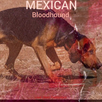 Bloodhound