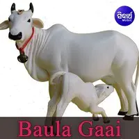 Baula Gaai