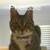 Pheobe