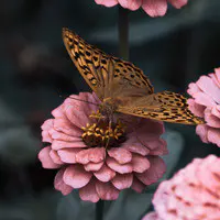 Chrysalis