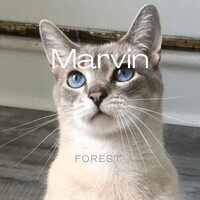 Marvin