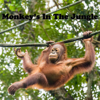 Monkey's in the Jungle