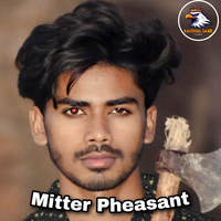 Mitter Pheasant