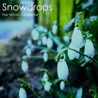 Snowdrops