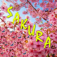 Sakura