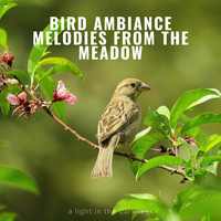Bird Ambiance Melodies from the Meadow