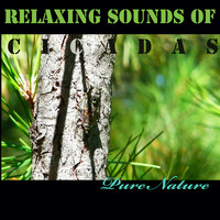 Relaxing Sounds of Cicadas