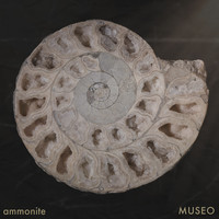 Ammonite