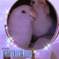 African Love Birds