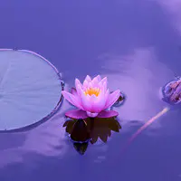 Floating Flower