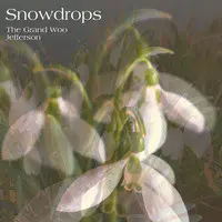 Snowdrops