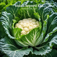 Indah Seperti Kol