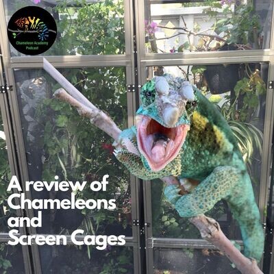 A Review Of Chameleons And Screen Cages Song|Bill Strand|Chameleon ...