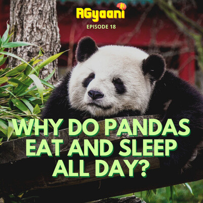 Why do Pandas only Eat and Sleep all Day? Song||AGyaani - season - 1