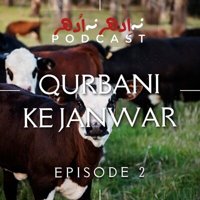 Qurbani Ke Janwar EP2 Song Mango Shaykh Na Idhar Na Udhar season Qurbani Ke Janwar EP2 Song Mango Shaykh Na Idhar Na Udhar season