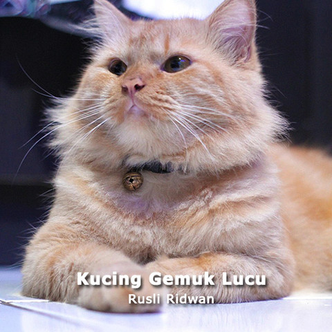 Kucing Gemuk Lucu Song Download: Kucing Gemuk Lucu MP3 Indonesian Song