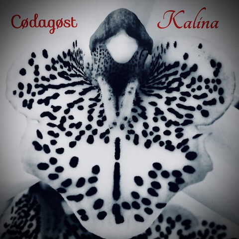 Kalina Song Download Kalina MP3 Song Online Free on